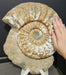 In Stone Fossils 