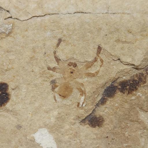 In Stone Fossils 
