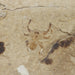 In Stone Fossils 