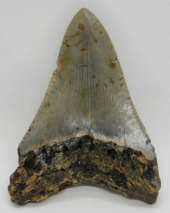 4" Megalodon Tooth | Hawthorn Formation