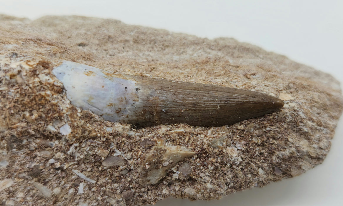 Plesiosaur Tooth in Matrix