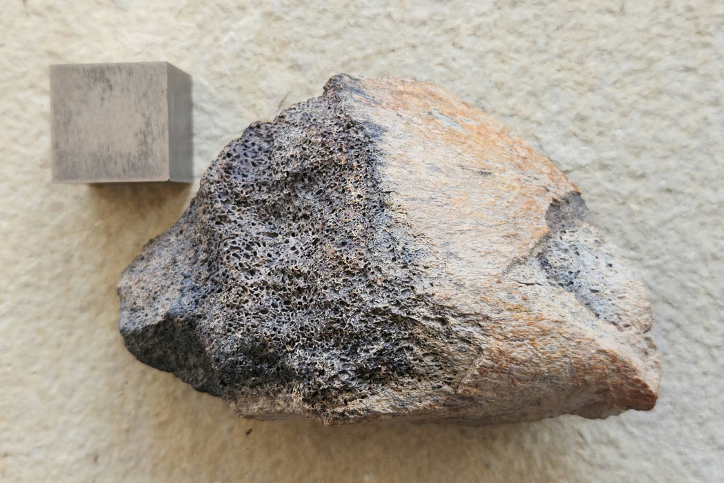 Ceratopsian Dinosaur Bone | Montana