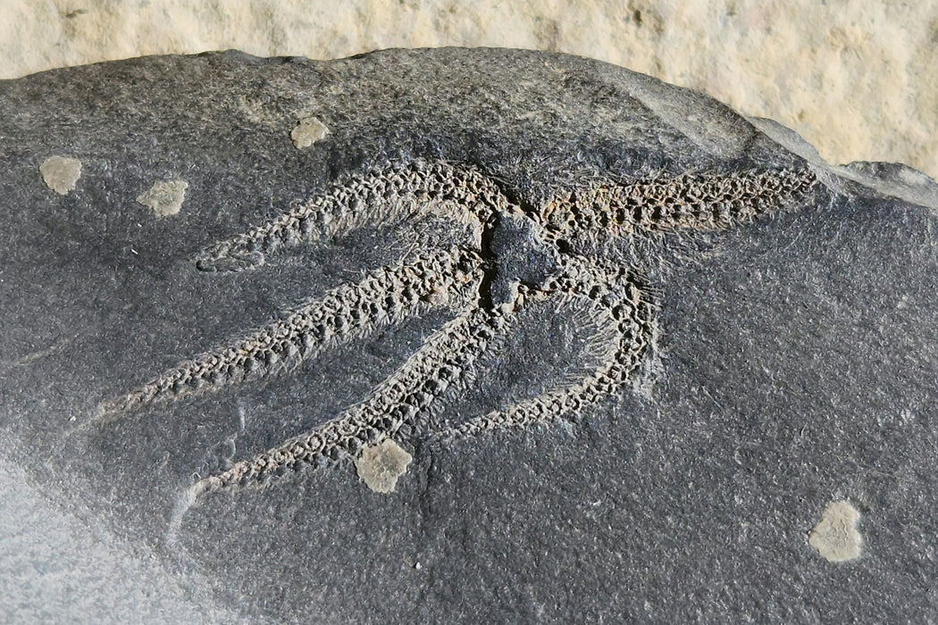 Double Ophiuroidea Brittle Star | Morocco