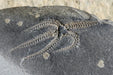 In Stone Fossils 