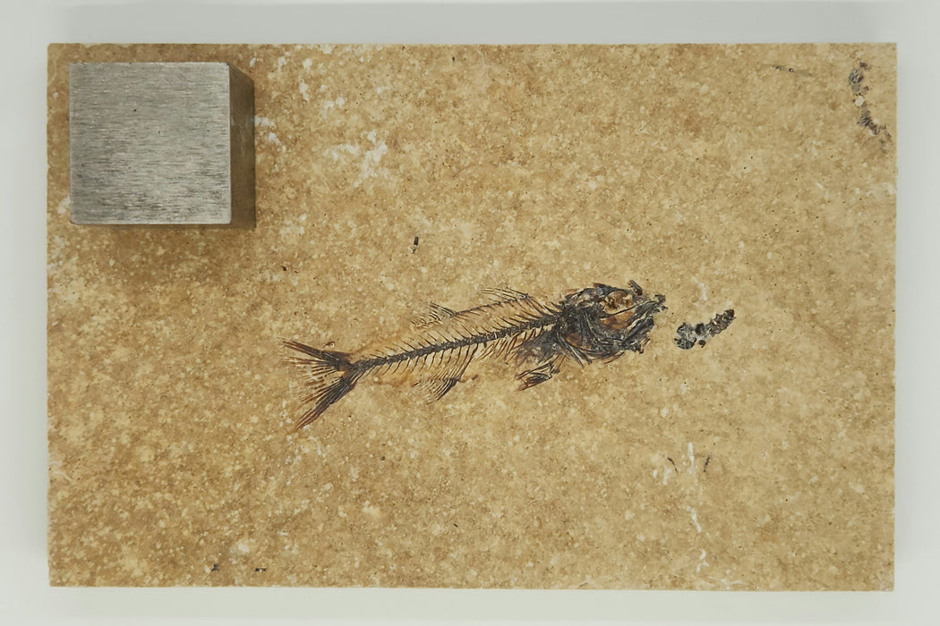2.75" Mioplosus labracoides | 100% Natural | Green River Formation