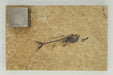 In Stone Fossils 