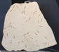 In Stone Fossils 