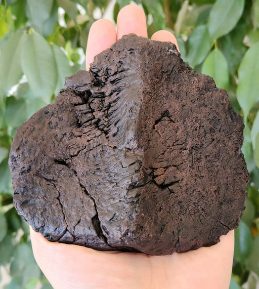 In Stone Fossils 