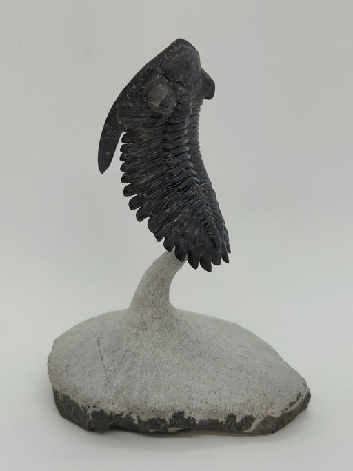 In Stone Fossils 
