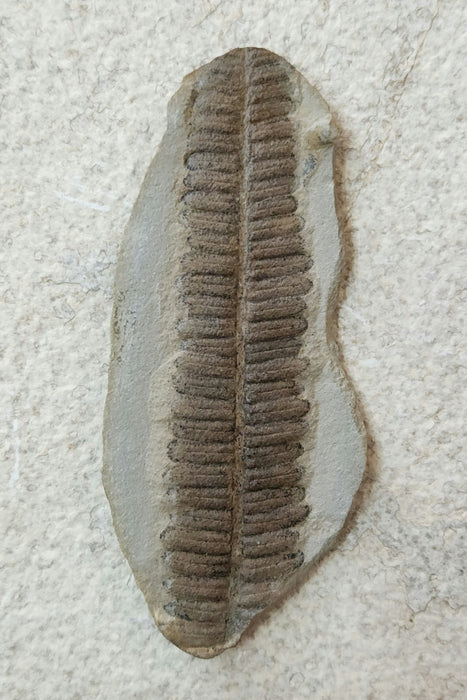Fossil Fern | Crenulopteris acadica | Illinois