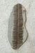 In Stone Fossils 
