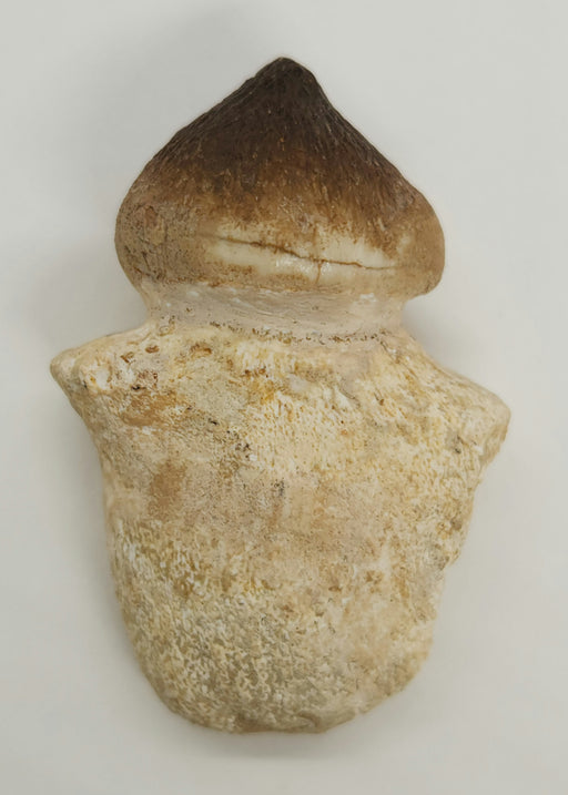 In Stone Fossils 