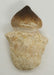 In Stone Fossils 