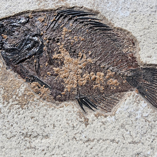 In Stone Fossils 