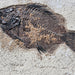 In Stone Fossils 