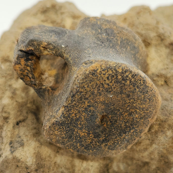 Hadrosaur Caudal (Tail) Vertebra on Matrix | Montana
