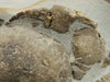 In Stone Fossils 