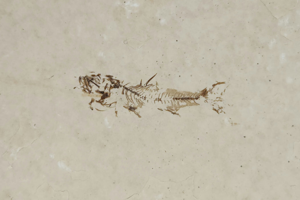 0.75" Amphiplaga brachyptera | Green River Formation | Wyoming