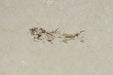In Stone Fossils 