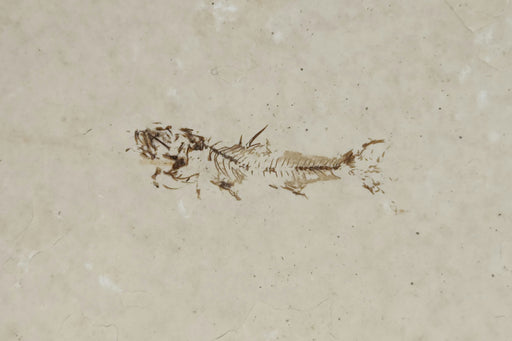 In Stone Fossils 