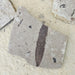 In Stone Fossils 