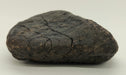 In Stone Fossils 