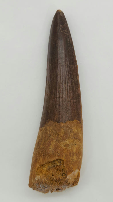 Spinosaurus Tooth | Cretaceous | Kem Kem Beds, Morocco