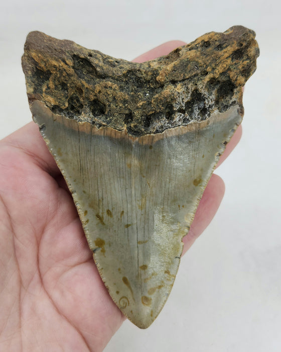 4" Megalodon Tooth | Hawthorn Formation