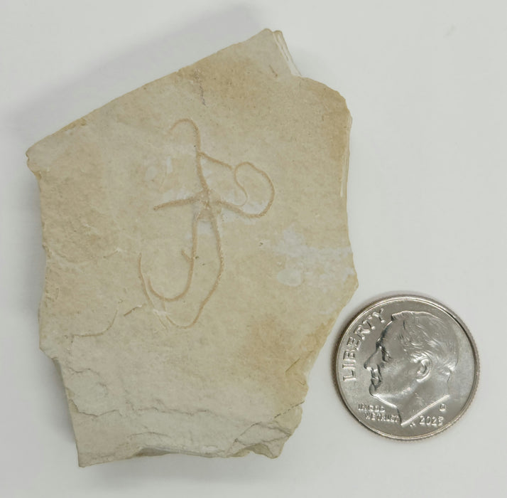 Fossil Brittle Star | Germany