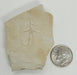 In Stone Fossils 