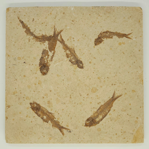 In Stone Fossils 