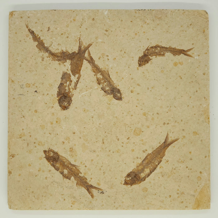 Knightia eocaena "Mini Fish" Mortality Plate | Green River Formation | Natural Specimen