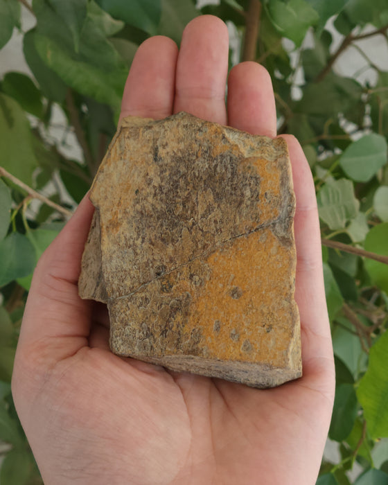 Edmontosaurus Bone | Montana