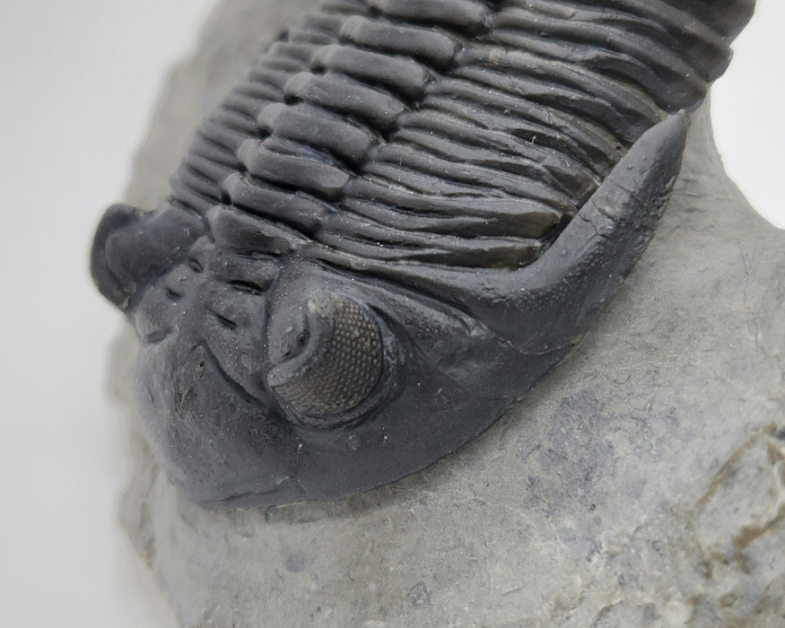 Hollardops Trilobite | Morocco
