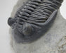 In Stone Fossils 