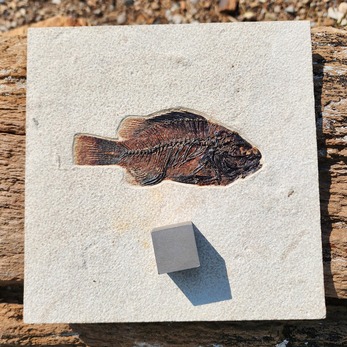 5" Cockerellites liops (formerly Priscacara liops) | 100% Natural | Green River Formation | Wyoming