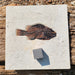 In Stone Fossils 