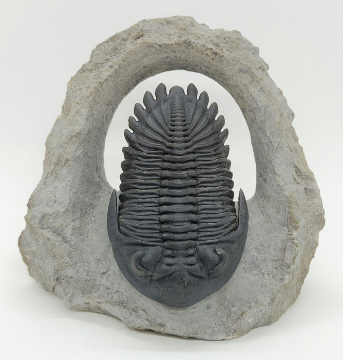 Hollardops Trilobite | Morocco