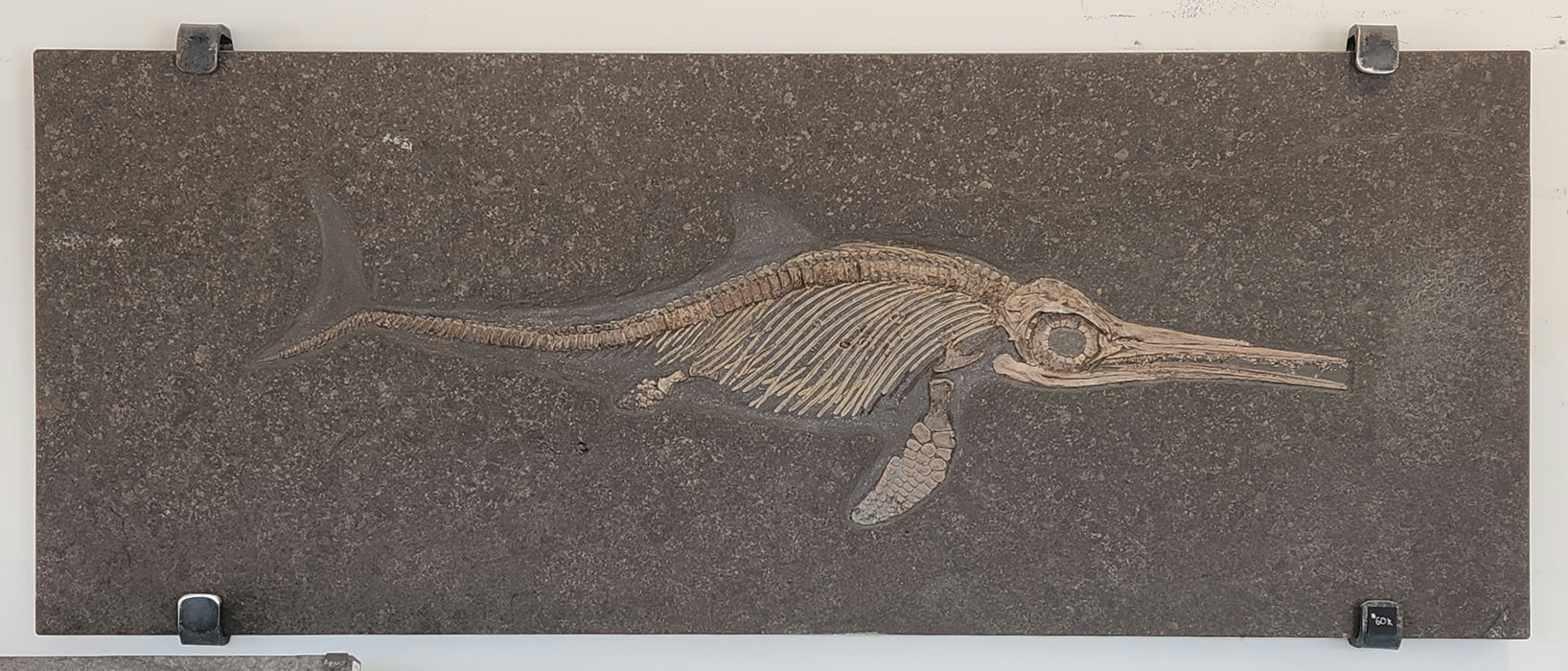 Ichthyosaur Fossil | Stenopterygius quadriscissus | Germany