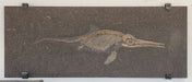In Stone Fossils 