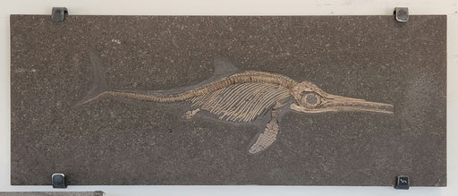 In Stone Fossils 