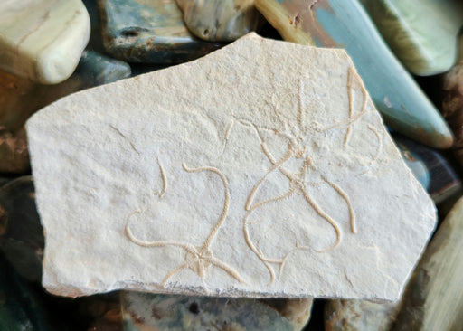 In Stone Fossils 