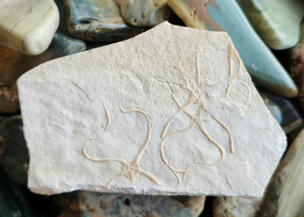 Multiple Fossil Brittle Stars | Germany
