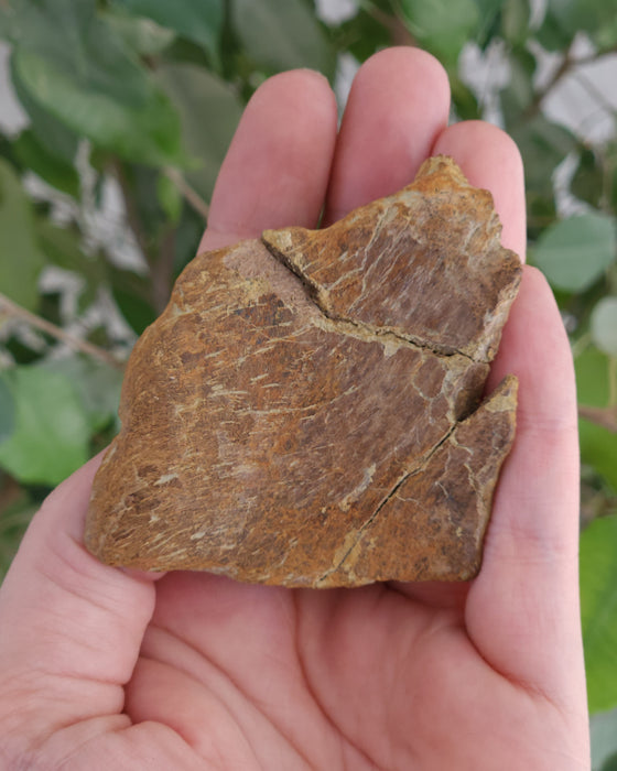 Edmontosaurus Skull Bone | Montana