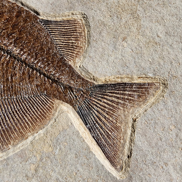 Phareodus testis | Green River Formation | Wyoming