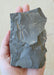 In Stone Fossils 
