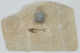 In Stone Fossils 