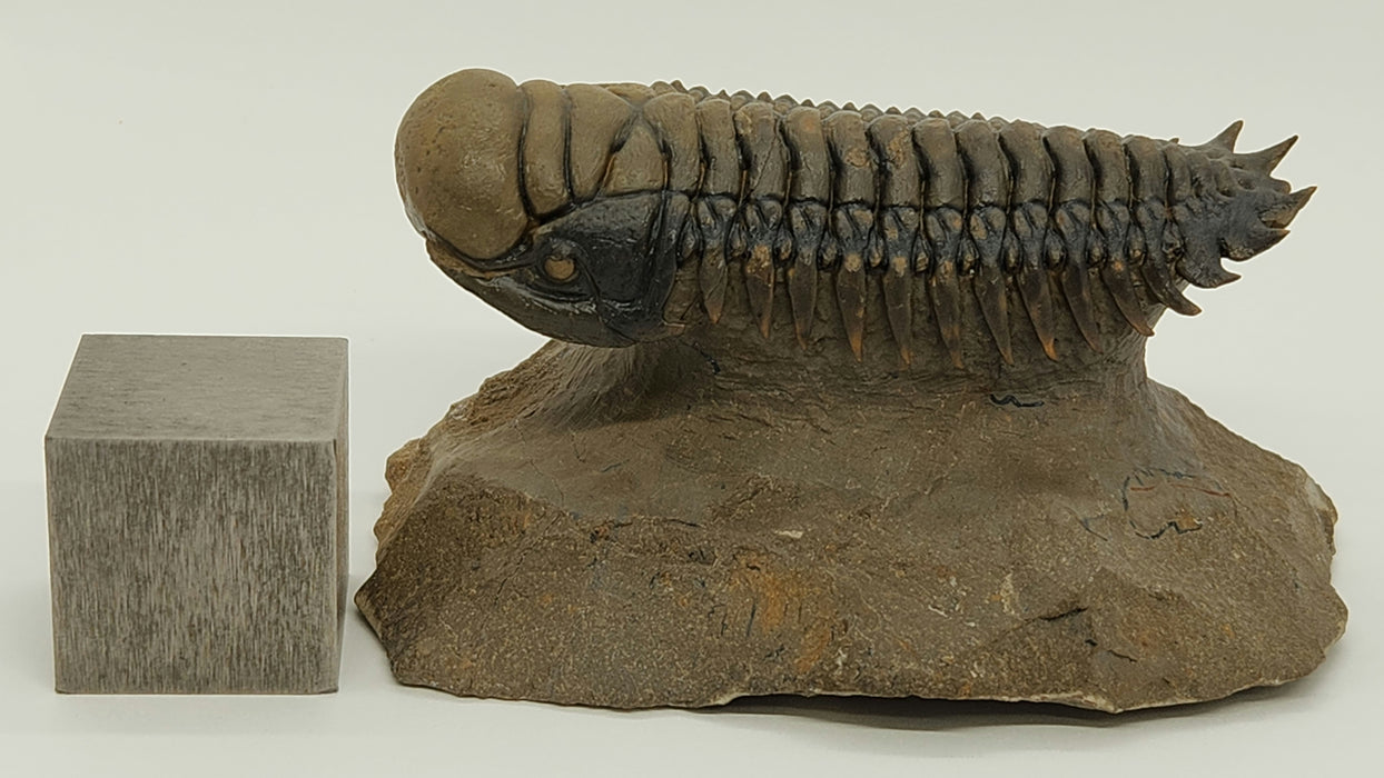 Crotalocephalina Trilobite | Morocco