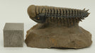 In Stone Fossils 