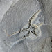 In Stone Fossils 